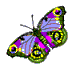 Transsexual Butterfly
